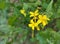 it is mustard flower naturel