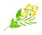 Mustard Flowering Plant Specie with Yellow Flowers Vector Illustration