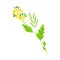 Mustard Flowering Plant Specie with Yellow Flowers Vector Illustration