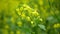 Mustard flowering white Sinapis alba detail close-up field, bee pollination pollinates collect nectar honey Apis