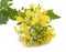 Mustard flowers isolated