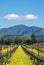 Mustard flowers in Napa vineyard