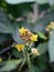 Mustard Flowers  Nasturtium Montanum