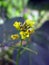 Mustard Flowers  Nasturtium Montanum