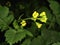 Mustard flowers natural  petal leaf tree photography