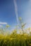 Mustard flowers and sky