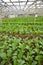 Mustard greens at vegetable farm