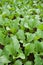 Mustard greens at vegetable farm