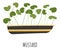 Mustard microgreen, growing sprouts in pot vector