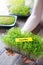 Mustard microgreen plant in female hands.