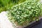 Mustard microgreen salad in plastic box on stone block. Fresh baby mustard micro greens