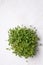 Mustard microgreen, top view