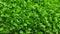 Mustard Microgreens Closeup