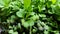 Mustard Microgreens Closeup
