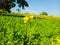 Mustard. Mustard flower. Rapeseed. Rapeseed flower. Yellow flower. Brassica napus. Canola flower.