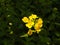 Mustard. Mustard flower. Rapeseed. Rapeseed flower. Yellow flower. Brassica napus. Canola flower.