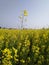 Mustard oil crop and a long upper flower in whole field fresh nature amazing look