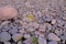 Mustard oil Flowers in Stone India