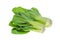 Mustard pakcoy or bok choy is a popular type of vegetable. Vegetables, also known as mustard spoon