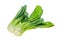 Mustard pakcoy or bok choy is a popular type of vegetable. Vegetables, also known as mustard spoon