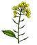 Mustard plant branch vector drawing. Botanical flower illustration. Vintage hand drawn spice sketch. Herbal seasoning
