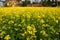 Mustard plant Flowering