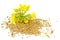 Mustard plant with yellow flowers and seeds. Sinapis plant yellow blossom. Mustard seeds and fresh mustard flowers isolated on