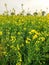 Mustard plants farm ( sarso khet) having yellow growing flower bloom, oilseeds under/against blue sky