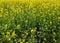 Mustard plants farm ( sarso khet) having yellow growing flower bloom, oilseeds under/against blue sky