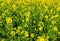 Mustard plants farm ( sarso khet) having yellow growing flower bloom, oilseeds under/against blue sky