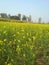 Mustard Plants in my Fields in Village.