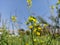 Mustard`s buds and flowers scenery