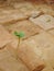 Mustard shoots grow in the hydroponic