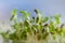 Mustard sprouts on a clay plate on a wooden background.