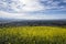 Mustard Wildflower Meadow Hillside