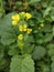 Mustard yellow colour flowers natural photography leaf buds