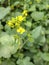 Mustard yellow colour flowers natural photography leaf buds