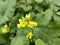 Mustard yellow colour flowers natural photography leaf buds