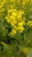 Mustard yellow Flower and green tree nice picture of  farm