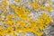 Mustard yellow saxilocous caloplaca moss or lichen for natural p