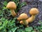 Mustard yellow toadstool mushrooms grows on a tree log