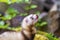 Mustela putorius furo - A ferret in the forest has an open mouth and a protruding tongue