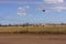 Mustering cattle with helicopter and motorbikes in Queensland