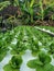 Mustrad vegetable plants are developed  hidroponic methods can make plants natural without the use many chemicals