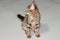 Musy gray striped kitten, on a gray background.