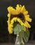 Mutant Double Yellow Sunflower Still Life