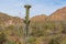 Mutated Saguaro