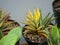 Mutation of Haworthia hybrid yellow variegated