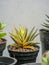 Mutation of Haworthia hybrid yellow variegated