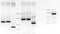 Mutation screening in agarose gel